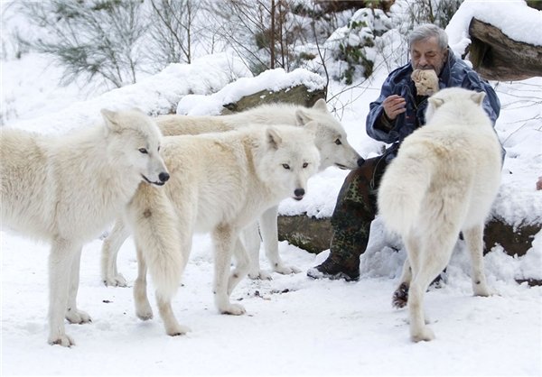 رقصنده با گرگ، اینبار در غرب آلمان رقصنده با گرگ، اینبار در غرب آلمان