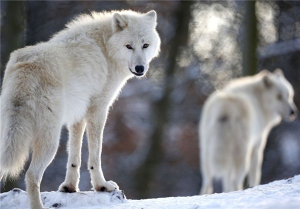 رقصنده با گرگ، اینبار در غرب آلمان رقصنده با گرگ، اینبار در غرب آلمان