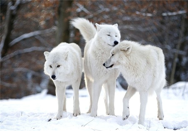 رقصنده با گرگ، اینبار در غرب آلمان رقصنده با گرگ، اینبار در غرب آلمان
