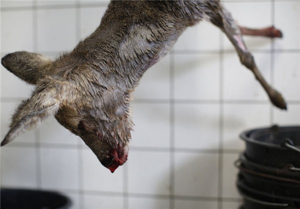 رقصنده با گرگ، اینبار در غرب آلمان رقصنده با گرگ، اینبار در غرب آلمان