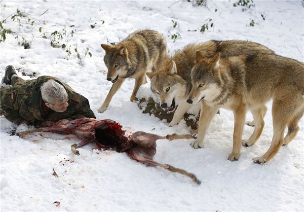 رقصنده با گرگ، اینبار در غرب آلمان رقصنده با گرگ، اینبار در غرب آلمان