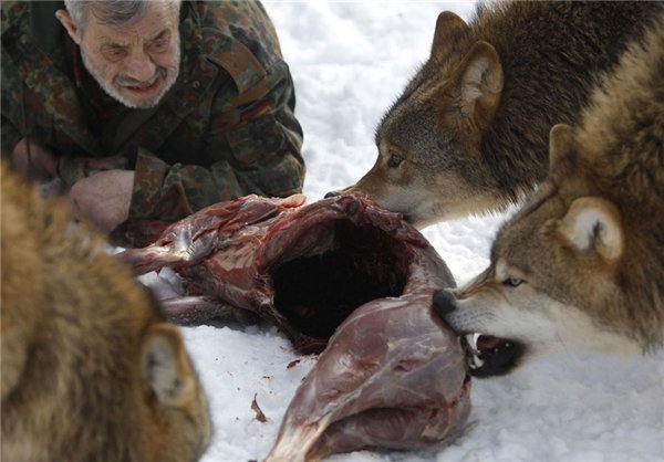 رقصنده با گرگ، اینبار در غرب آلمان رقصنده با گرگ، اینبار در غرب آلمان