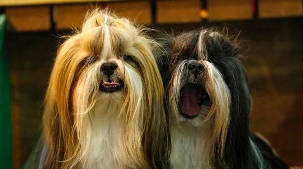 بزرگترین نمایشگاه سگ جهان در بیرمنگام بزرگترین نمایشگاه سگ جهان در بیرمنگام