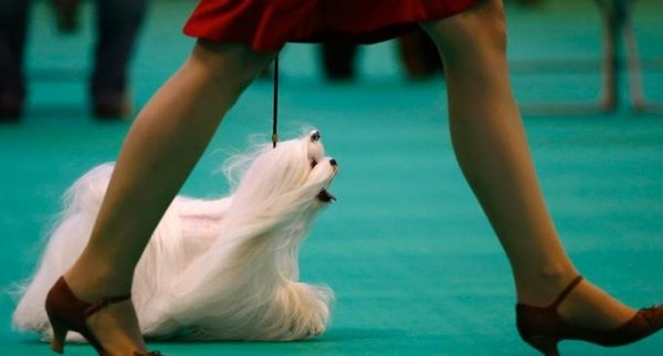 بزرگترین نمایشگاه سگ جهان در بیرمنگام بزرگترین نمایشگاه سگ جهان در بیرمنگام