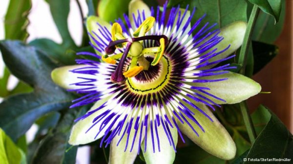 دنیای اعجازآور گیاهان دارویی دنیای اعجازآور گیاهان دارویی