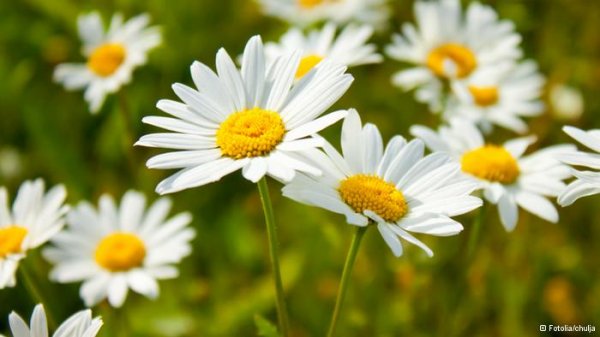 دنیای اعجازآور گیاهان دارویی دنیای اعجازآور گیاهان دارویی