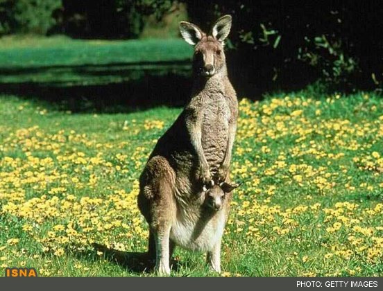 عجیب‌ترین مادران حیات وحش 