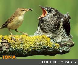 عجیب‌ترین مادران حیات وحش 