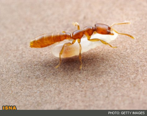 عجیب‌ترین مادران حیات وحش 