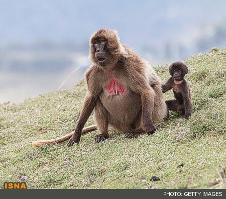 عجیب‌ترین مادران حیات وحش 