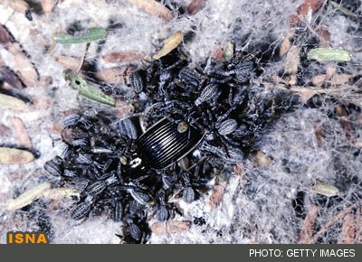 عجیب‌ترین مادران حیات وحش 