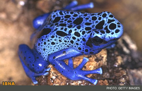 عجیب‌ترین مادران حیات وحش 