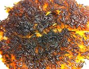 نان و ته دیگ سوخته نخورید